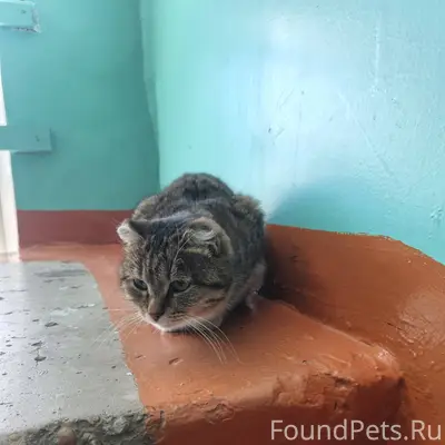 Найдена кошка в тулуне с черны...