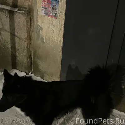 Потерялся пёс - лайка. Чёрного...