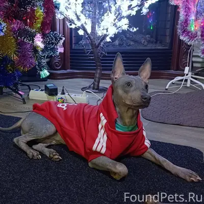 Здравствуйте! Пропала домашняя...