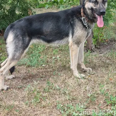 Не по теме ПРОПАЛА СОБАКА ПО.....