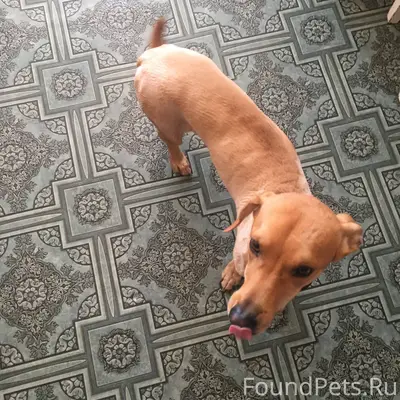 Пропала собака, район Берёзова...