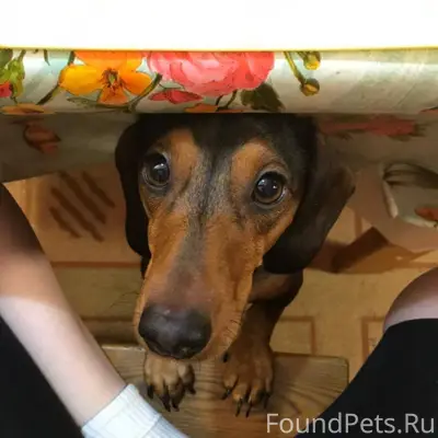 ПРОПАЛА ЛЮБИМАЯ СОБАКА ТАКСА М...