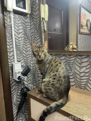 Найдите кота 🤣🤣🤣