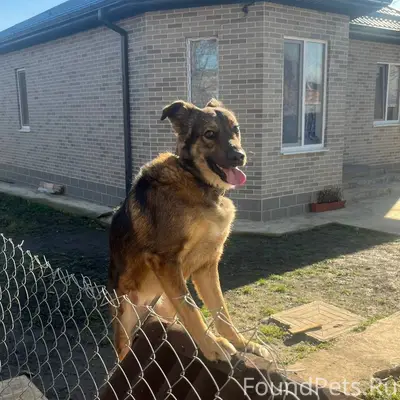 ПРОПАЛА собака дома в последни...