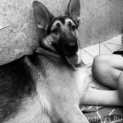 Потерялась собака в д павлищев...