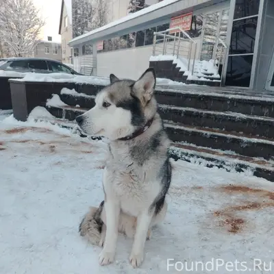 Доброе, у юбилейного во Всевол...