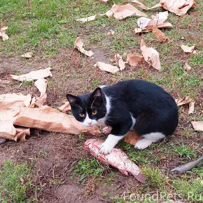 Пропал кот! Пожалуйста, максим...