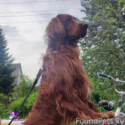 Пропал пёс. Зовут Штиль. Будем...