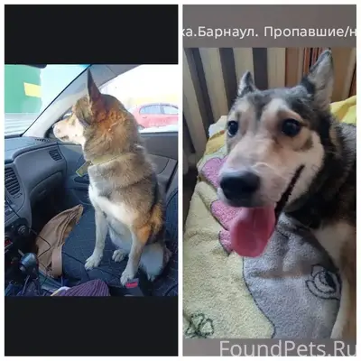 2 января Найдена собака в райо...