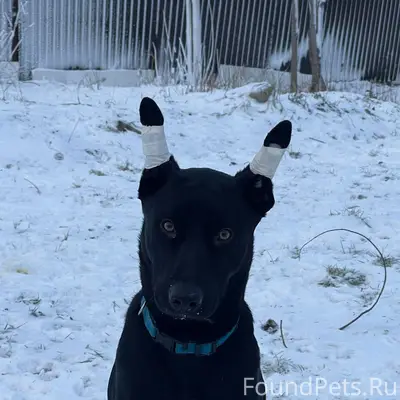 Апатиты 🆘 помогите найти ‼️реп...