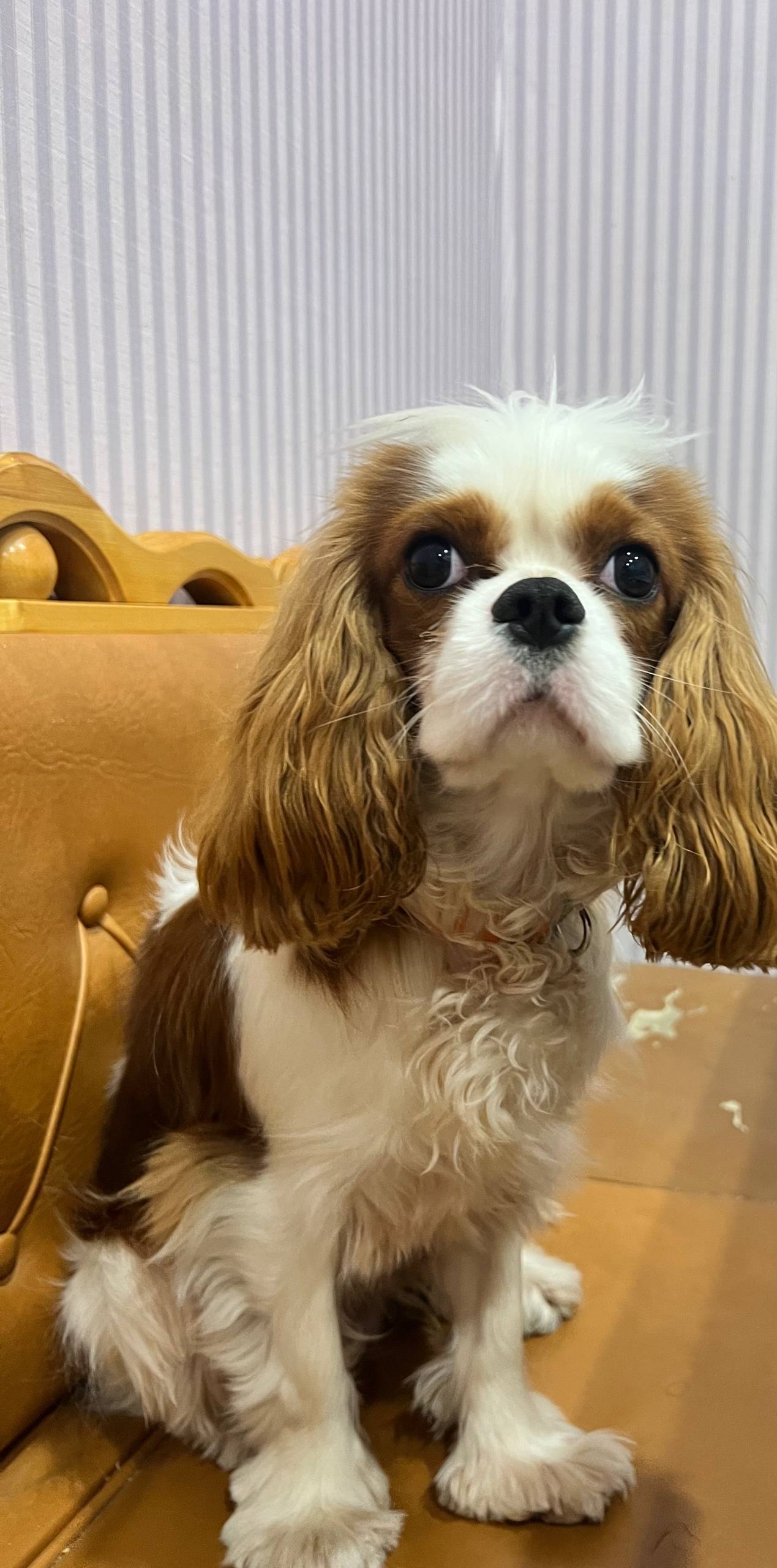 Пропала собака. Зовут Ричард. ...