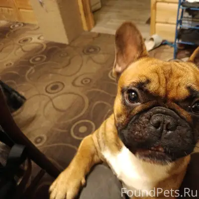 Найдена собака в районе Торбее...