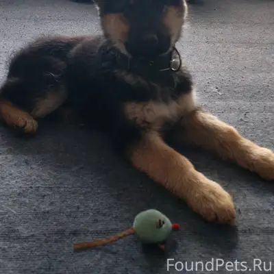 Здравствуйте, потерялся щенок ...