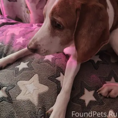 Пропала собака!!! Убежал вечер...