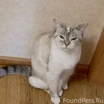 ‼️СРОЧНО‼️ Пропала кошка, клич...