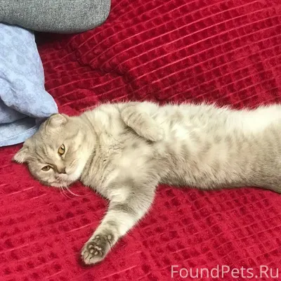 Пропал кот по кличке "Барсик" ...