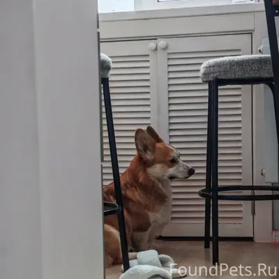 Потерялась собака (корги) в ра...