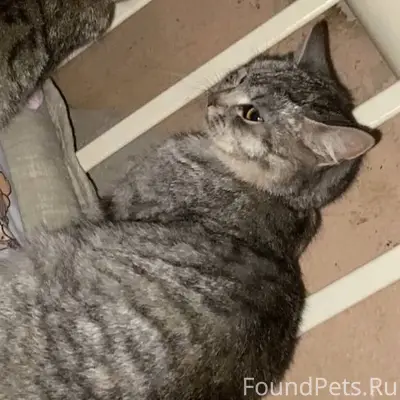 Пропала кошка (с синем ошейник...