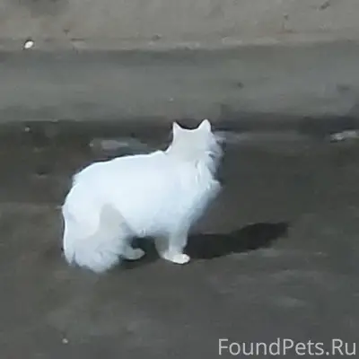 Всем доброго дня. Во дворе Сад...