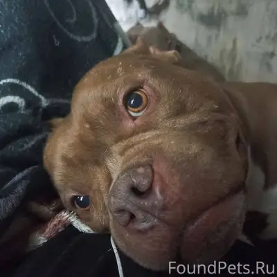 Пропала собака! Северная сторо...