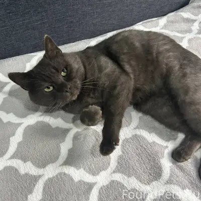 Здравствуйте. Пропал кот залин...