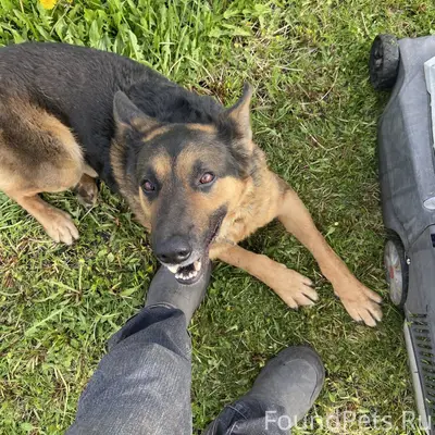 Пропала собака по кличке Грей ...