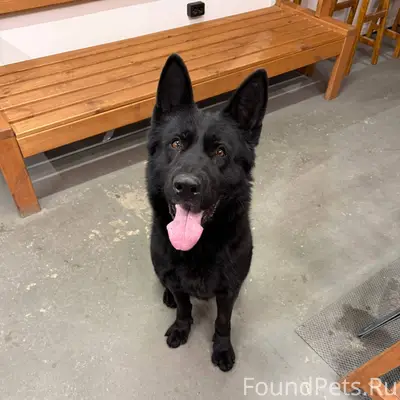 Добрый вечер. Найден пес - мол...