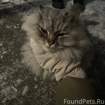 Найден котик (возможно девочка...