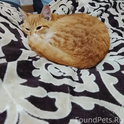 Пропал котёнок просьба кто его...