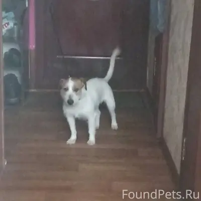 Найдена собака. Бежала утром п...