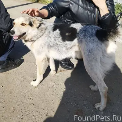 Пропал любимый член семьи, 2 я...