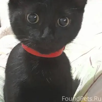 Пропал котёнок (девочка), в ра...