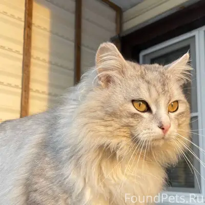 Пропала кот в р-не Содомовское...