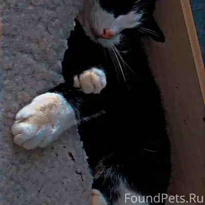 Пропал кот на Рублёвке в конце...