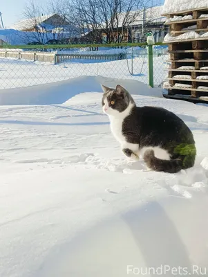Пропал кот! 😢Ориентировочно на...