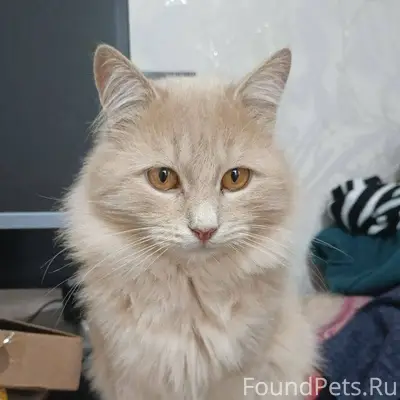 Пропал кот. В районе горбольни...