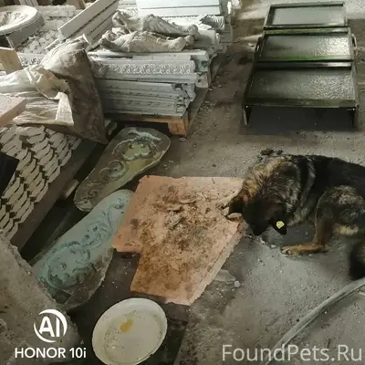 Пропала собака зовут Шарик. На...