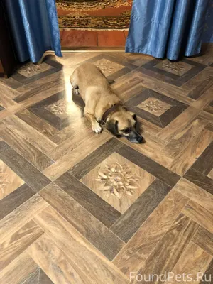 Пропал пес по кличке Дружок, о...