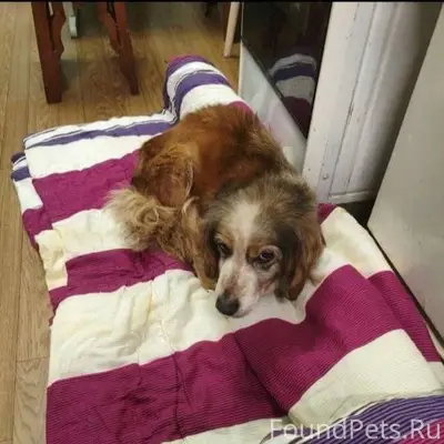 Найдена собака, окрас рыжий с ...