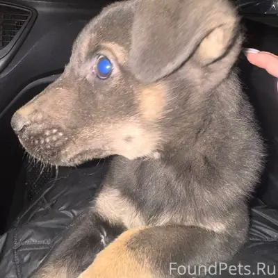 Добрый вечер! Найден щенок на ...