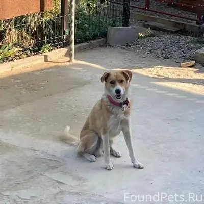 Пропал молодой пес Джек с крас...