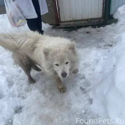 Найдена собака породы самоед. ...