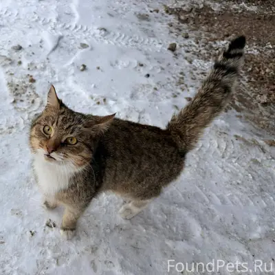 Кто потерял кошку? Видно, что ...