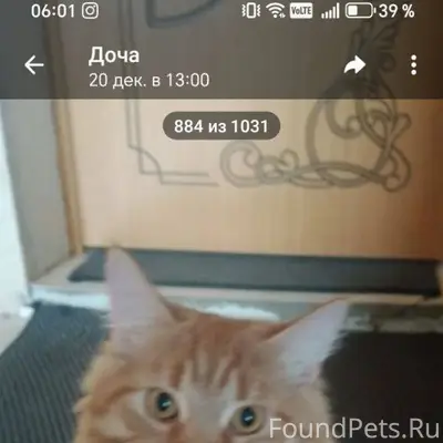 Пропал кот в районе Ленина 27а...