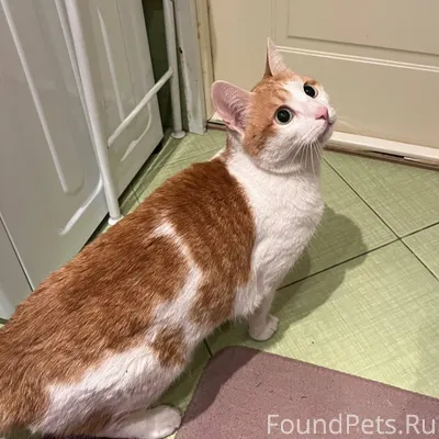 Забрали из подъезда кошку. Лас...