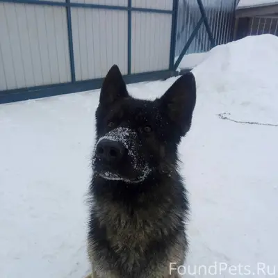 Московская область Щелковский ...