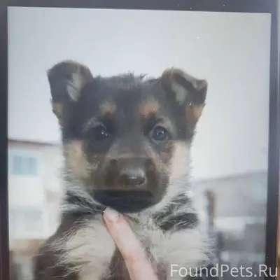 Пропал щенок в Ардоне породы н...