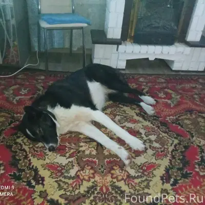 Потерялся щенок 2 дня назад кл...