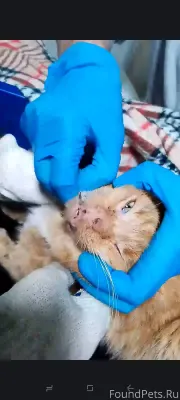 Дорогие друзья! В Светлом найд...