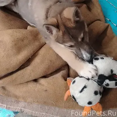 Потерялся щенок в деревне Озер...